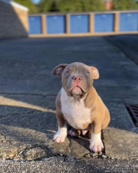 Pitbull puppies near me for sale/Puppy pitbulls for sale near me