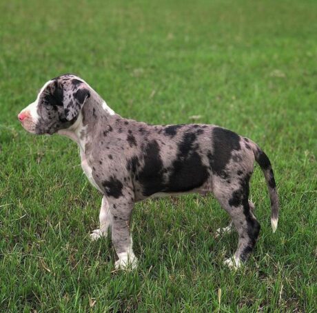 Leopard merle pitbull/Leopard merle pitbull puppies for sale