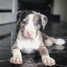 Leopard merle pitbull/Leopard merle pitbull puppies for sale