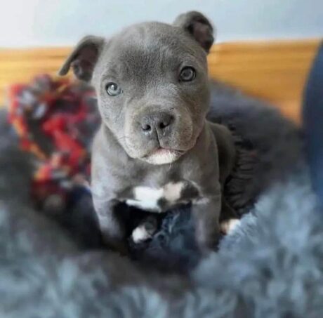 Blue nose pitbull puppy for sale/Blue nose pitbull puppies for sale