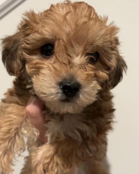 Parti yorkie for sale/Parti yorkie for sale near me