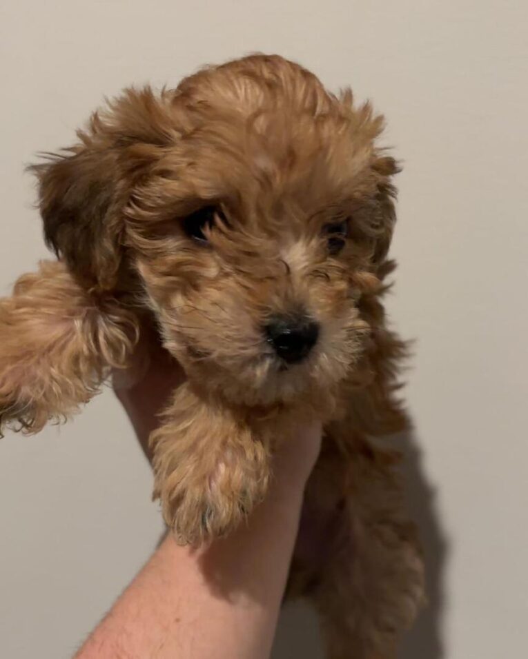 Parti yorkie for sale/Parti yorkie for sale near me