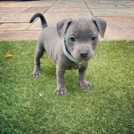 Pitbull puppy for sale/Pitbull puppy for sale near me