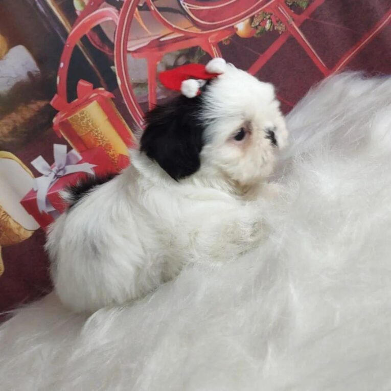 Mini shih tzu/Shih tzu mini/Mini shitzu/Mini shih tzu for sale