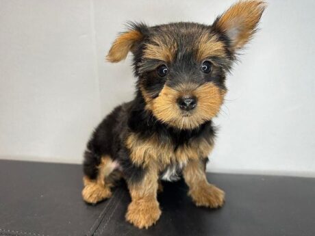 Parti yorkie/Parti yorkies/Party yorkie/Parti yorkie puppies for sale