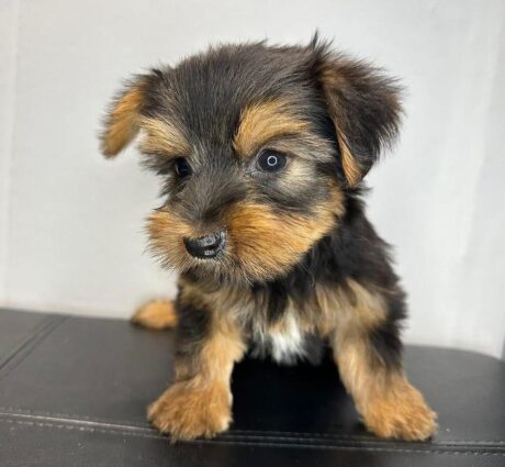 Teacup yorkies for sale/Teacup yorkies for sale near me