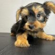 Teacup yorkie poo/Teacup yorkie poo for sale/Tea cup yorkie poo