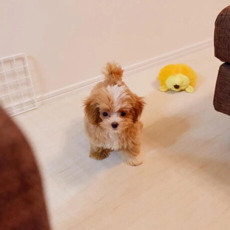 Teacup yorkie poo/Teacup yorkie poo for sale