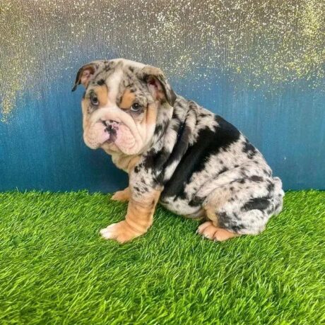 Lilac english bulldog/Lilac merle english bulldog