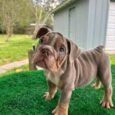 Fluffy english bulldog/Fluffy english bulldogs/English bulldog fluffy