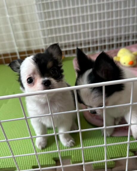 Chihuahua puppies for sale in NC/Chihuahua for sale in NC