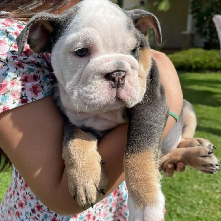 Blue merle english bulldog/English bulldog blue merle/Sarah