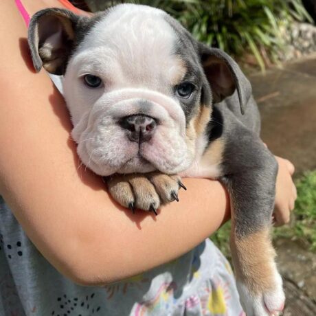 Blue merle english bulldog/English bulldog blue merle