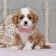 Teacup cavapoo for sale/Teacup cavapoo/Teacup cavapoos