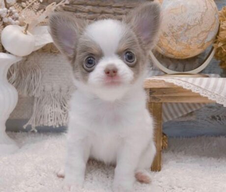 Chihuahua puppies for sale in PA/Chihuahua for sale in PA