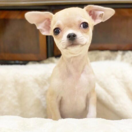 Craigslist chihuahua puppies/Chihuahua puppies craigslist