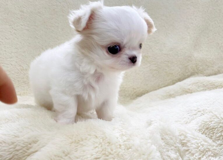 Teacup chihuahuas for sale/Teacup chihuahuas for sale near me