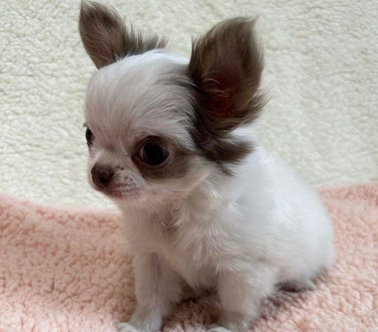 Merle chihuahua for sale/Merle chihuahua puppies for sale
