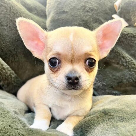 Chihuahua puppies for sale in Florida/Chihuahua for sale in Florida