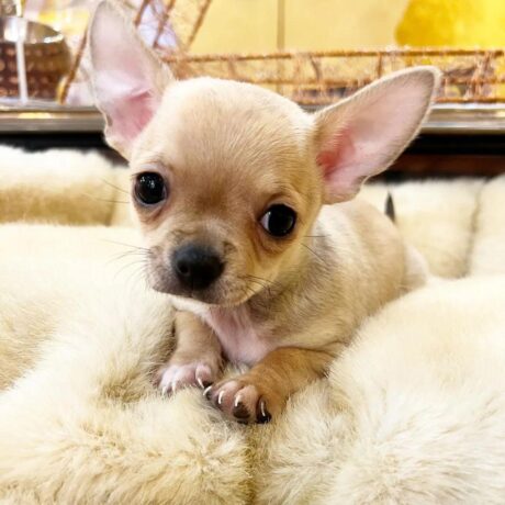Chihuahua puppies for sale in ohio/Chihuahua puppies for sale ohio
