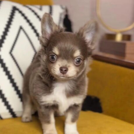 Long haired chihuahua puppies for sale/longhair chihuahua for sale