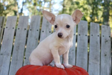 Teacup chihuahua puppies sale/Chihuahua teacup puppies for sale
