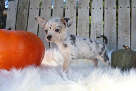 Teacup chihuahua for sale under $500 Texas/Chihuahua Texas