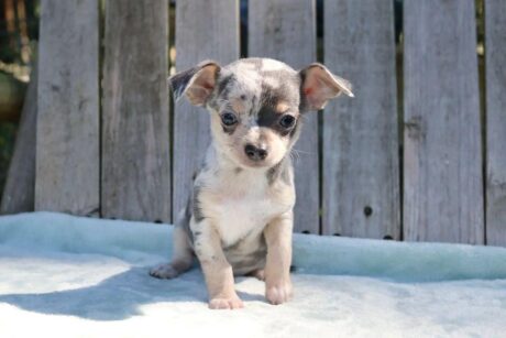 Chihuahua puppies for sale in pa under $500/Chihuahua breeders