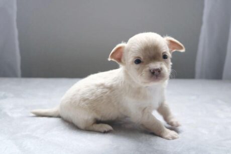 Chihuahua puppies near me for sale/Chihuahua puppies near me