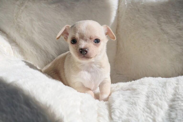 Chihuahua puppies for free near me/free chihuahua puppy near me