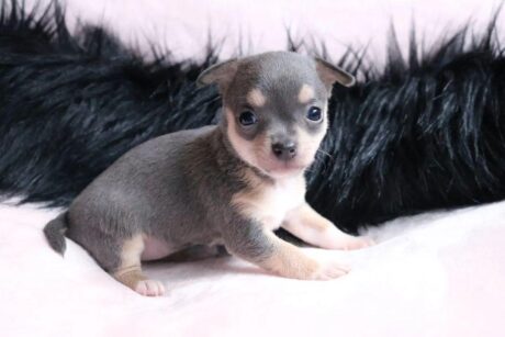 Free chihuahua puppies for sale near me/Adopt a chihuahua