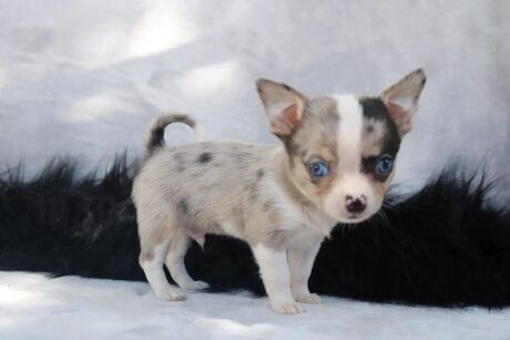 Teacup chihuahua for sale under $500/Cheap teacup Puppies