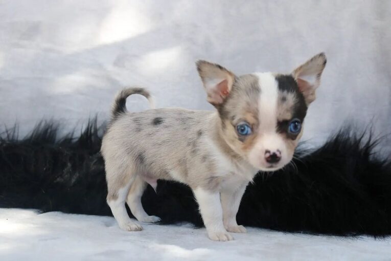 Teacup chihuahua for sale under $500/Cheap teacup PuppiesImage 2024-04-30 at 8.38.42 AM (1)