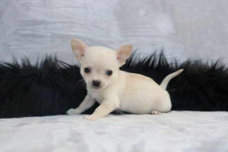 Long haired teacup chihuahua puppies/Long haired chihuahua