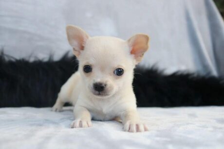 Long haired teacup chihuahua puppies/Long haired chihuahua