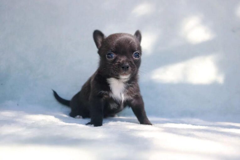 Chihuahua puppies for sale near me under $200/Cheap Chihuahua