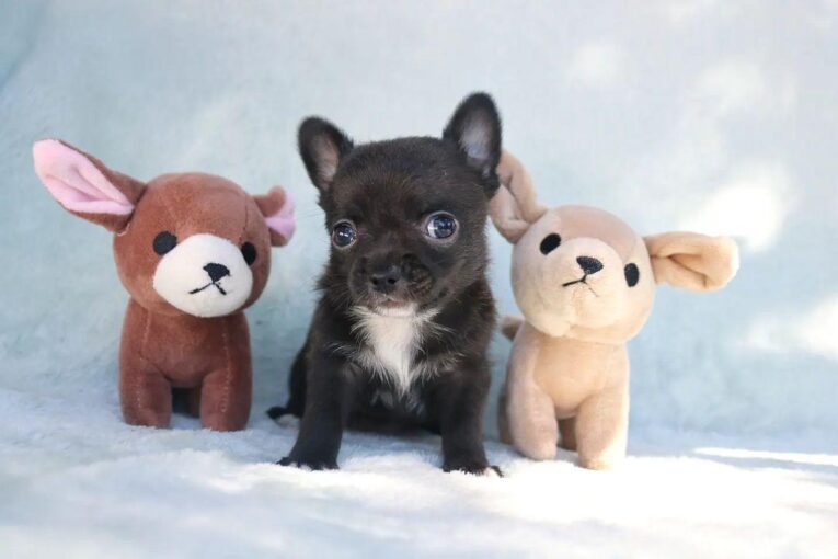 Chihuahua puppies for sale near me under $200/Cheap Chihuahua