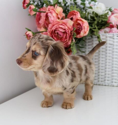 mini dachshund puppies for sale near me