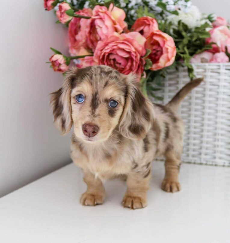 mini dachshund puppies for sale near me