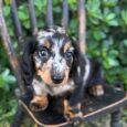 dapple dachshund