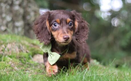 mini long haired dachshund puppies for sale