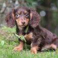mini long haired dachshund puppies for sale