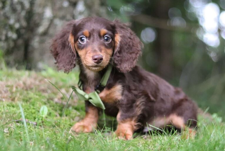 mini long haired dachshund puppies for sale