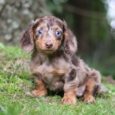 double dapple dachshund/Dachshund breeders Texas