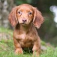 dachshund mini puppies for sale/Dachshund puppies for sale nyc