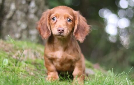 dachshund mini puppies for sale/Dachshund puppies for sale nyc