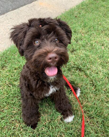 Nova
