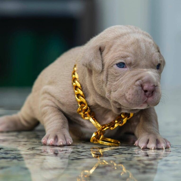 bn.pitbull.puppies_1641316451217576