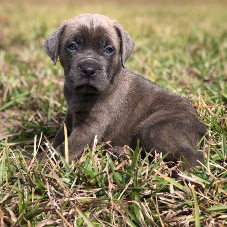 italian mastiff