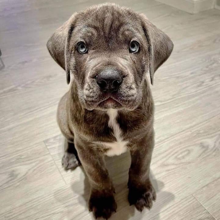 Bruno
